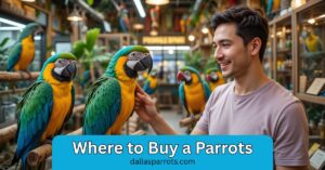 Dallas Parrots shows you where to buy a parrots today