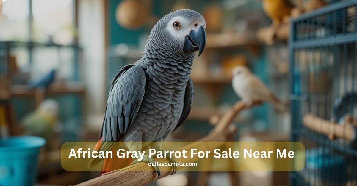 African Gray Parrot for Sale Near me How to Pick Right