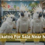 Cockatoo for Sale Near Me | Healthy Cockatoos at DallasParrots