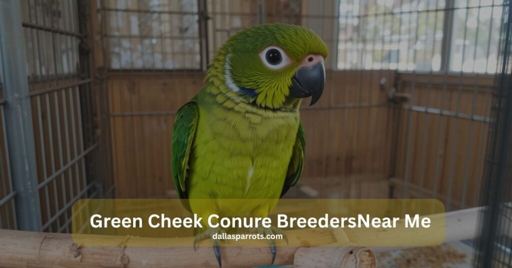 Best Places to Buy from Green Cheek Conure Breeders Near Me