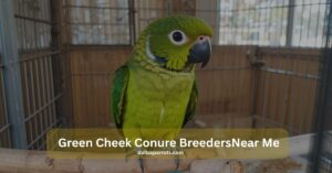Best Places to Buy from Green Cheek Conure Breeders Near Me