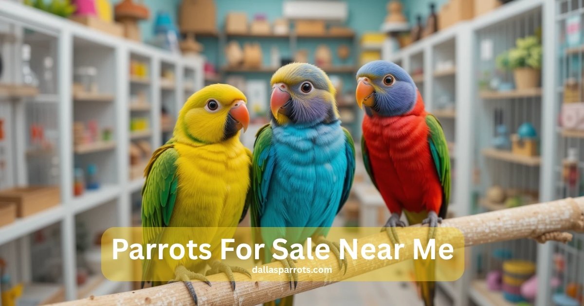 Parrots for sale near me at affordable prices