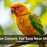 Sun conure for sale near me for every budget