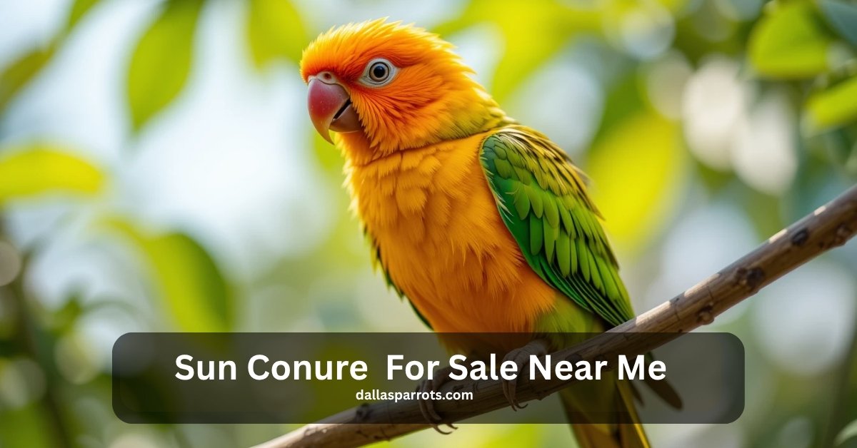 Sun Conure for Sale Near me For Every Budget