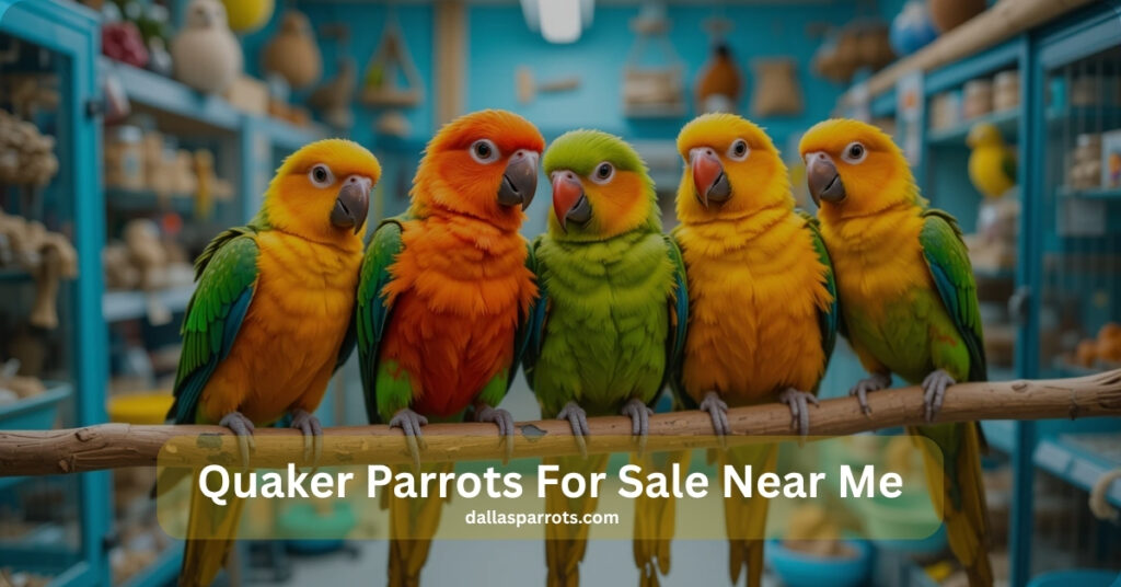 Quaker Parrots for Sale Near Me | DallasParrots