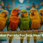 Quaker Parrots for Sale Near Me | DallasParrots