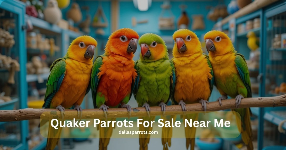 Quaker parrots for sale near me at budget-friendly cost