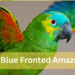 Blue Fronted Amazon