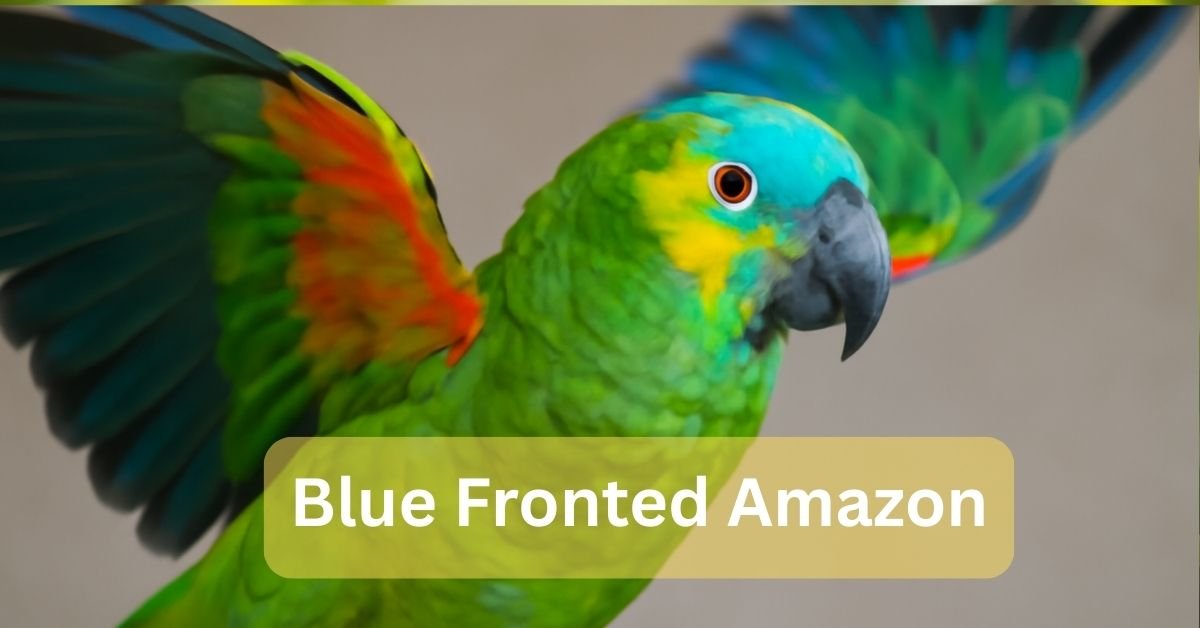Blue Fronted Amazon Parrot Guide