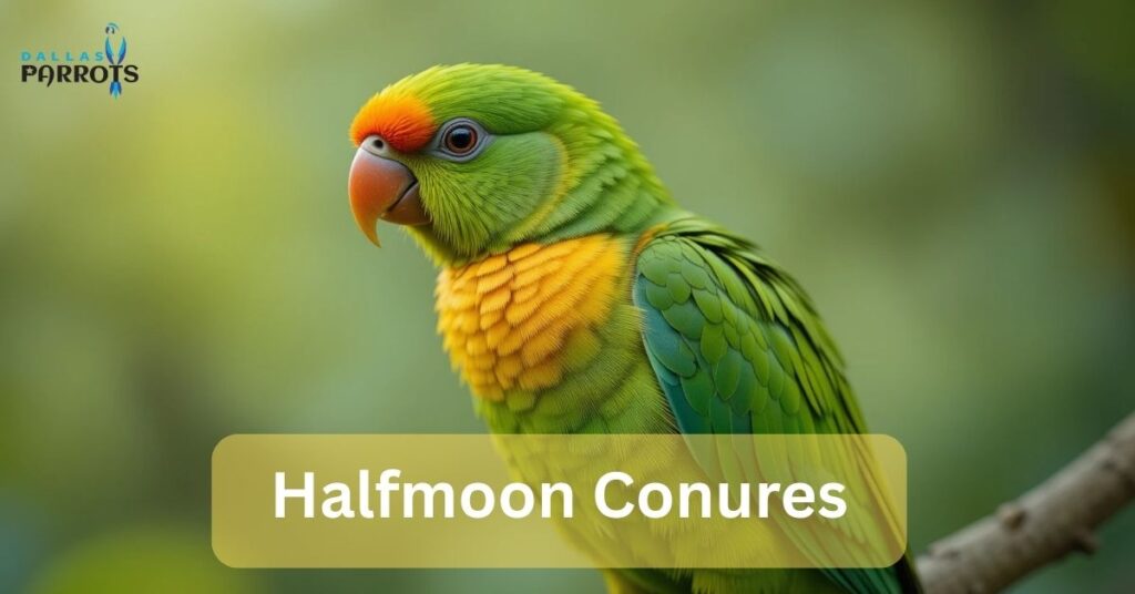 Halfmoon Conures