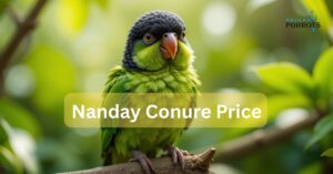 Nanday Conure Price by dallasparrots.come