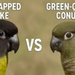 black capped conure vs green cheek