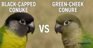 black capped conure vs green cheek