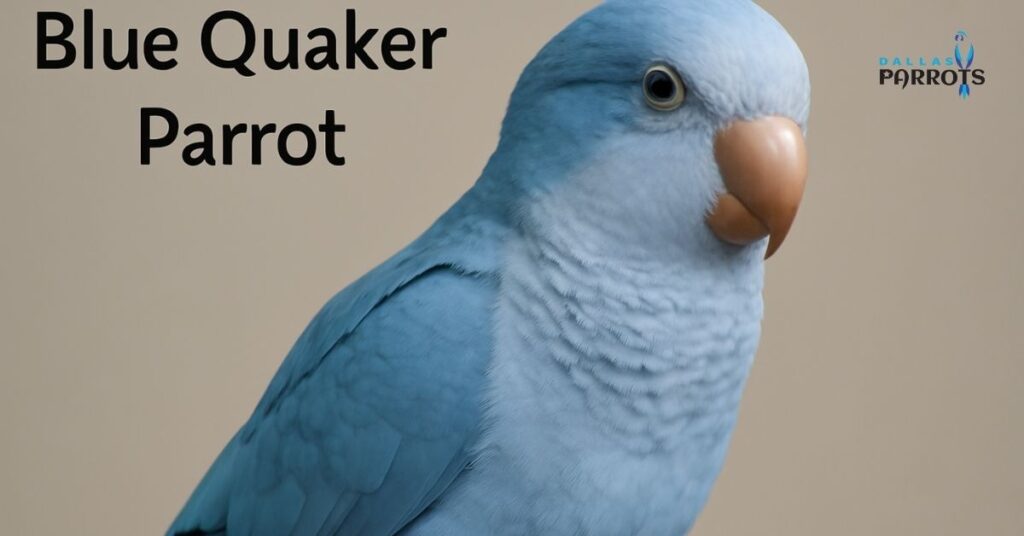 blue quaker parrot