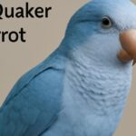 blue quaker parrot