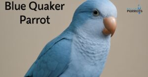 blue quaker parrot