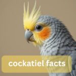 cockatiel facts