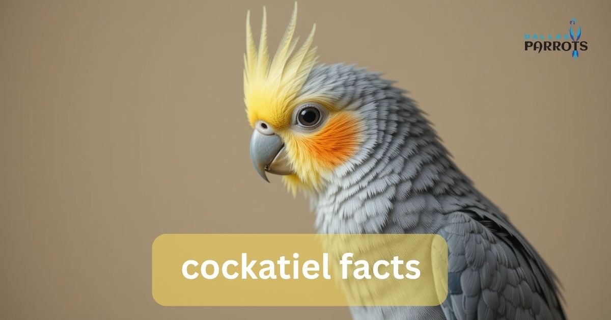 Cockatiel Facts Fun Things You’ll Love About Owning One