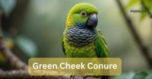 green cheek conure