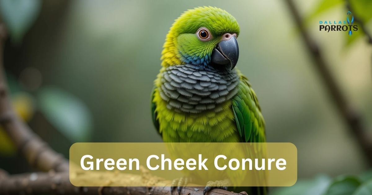 Green Cheek Conure care lifespans