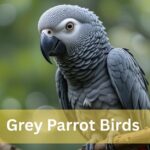 grey parrot birds