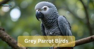 grey parrot birds