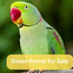 Green Parrot for Sale by dallasparrots.com