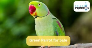 Green Parrot for Sale by dallasparrots.com