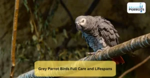 Grey Parrot Birds