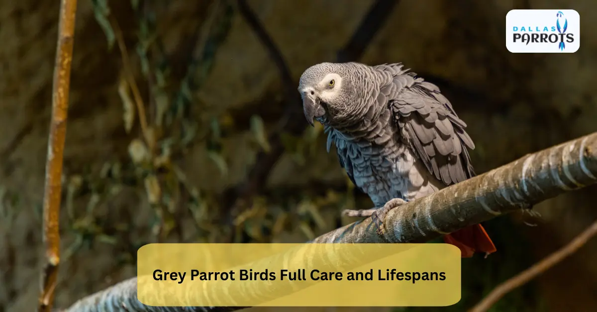 Grey Parrot Birds full care and lifespans