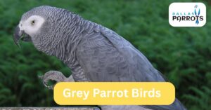 Grey Parrot Birds by dallasparrots.com