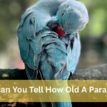 How Can You Tell How Old A Parakeet Is by dallasparrots.com (1)