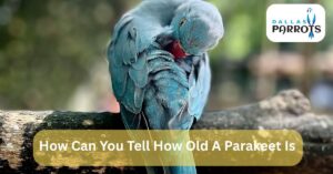 How Can You Tell How Old A Parakeet Is by dallasparrots.com (1)