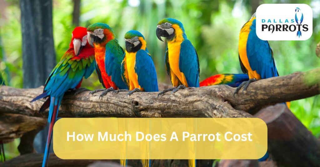 How Much Does A Parrot Cost by dallasparrots.com