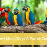 How Much Does A Parrot Cost by dallasparrots.com