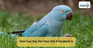 How Old A Parakeet Is