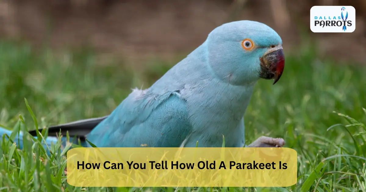How can you tell how old a parakeet is with simple steps