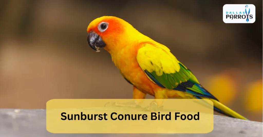 Sunburst conure bird food