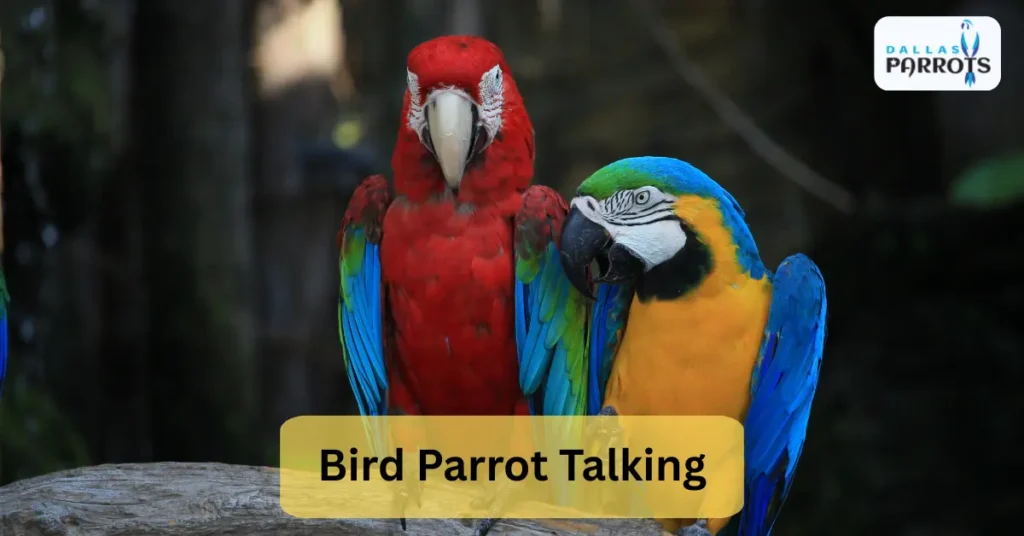 bird parrot talking