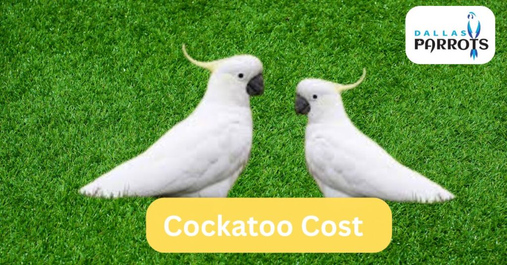 cockatoo cost by dallasparrots.com