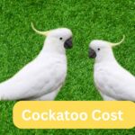 cockatoo cost by dallasparrots.com