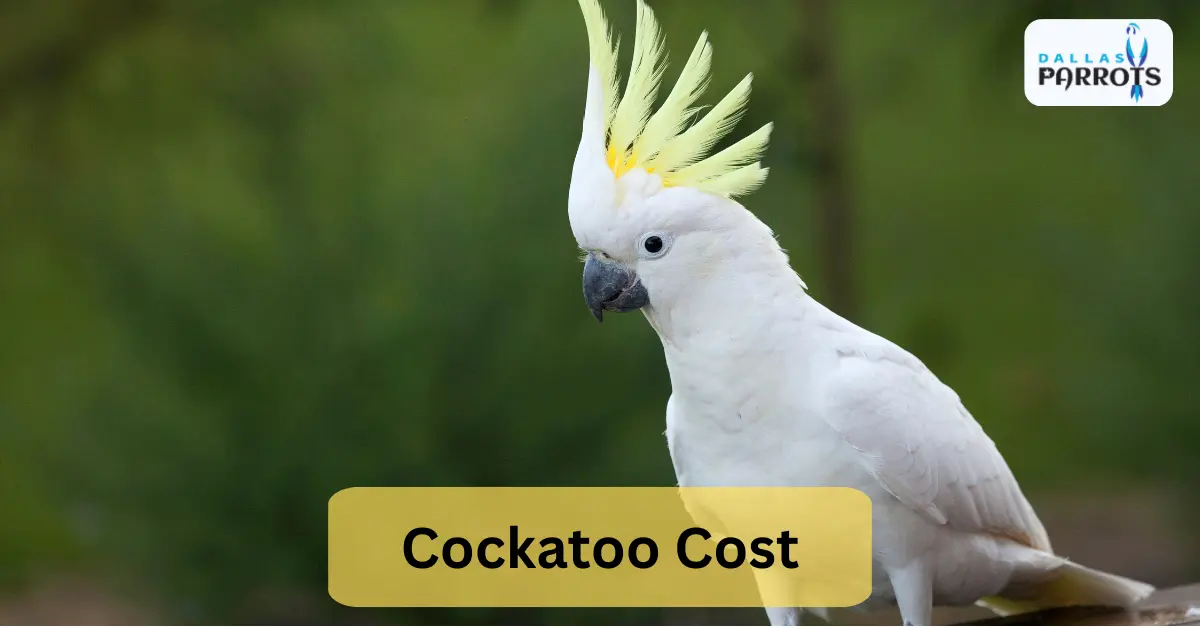Cockatoo Cost How Much Does Owning a Cockatoo Parrot Cost?