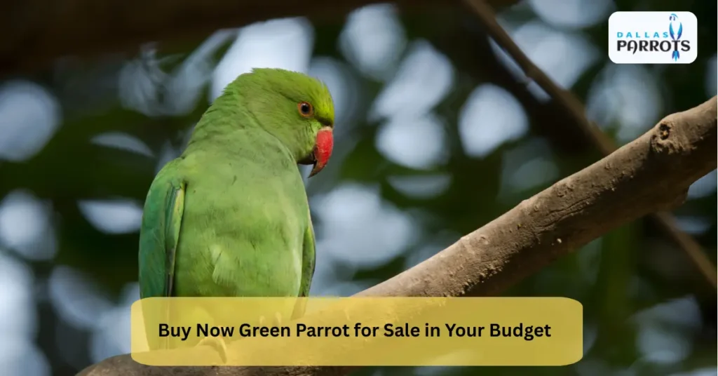 green parrot for sale
