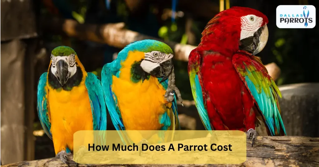how much does a parrot cost