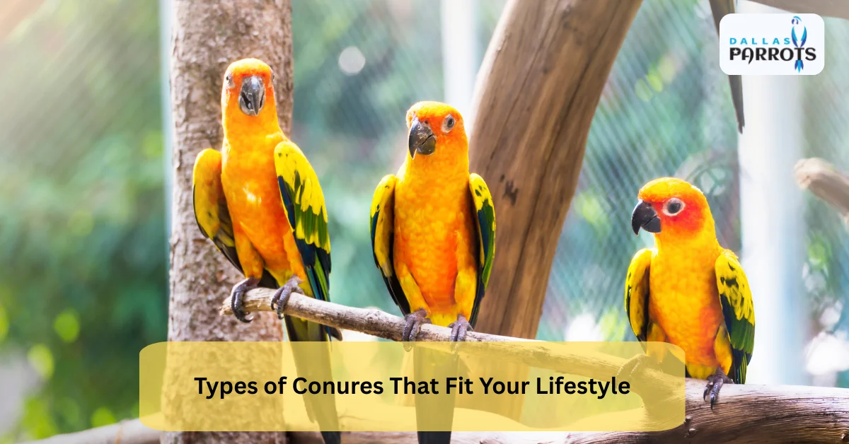 Choosing from Types of Conures That Fit Your Lifestyle Best 