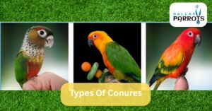 types of conures by dallasparrots.com