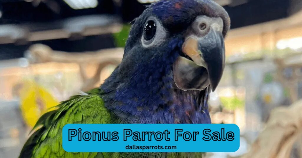 pionus parrot for sale