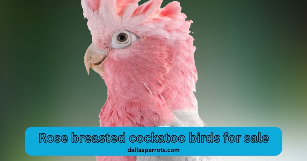 Rose breasted cockatoo birds for sale