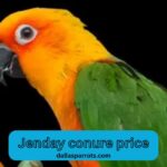 Jenday conure price