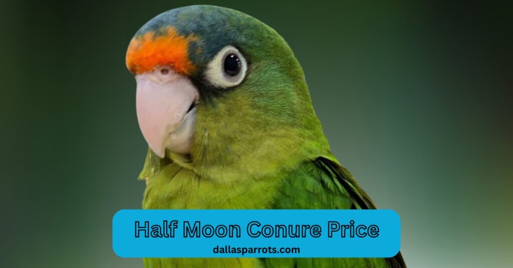 Half Moon Conure Price